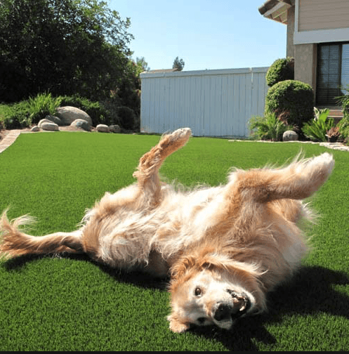 A golden dog lying straight on artificial grass.